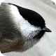 article_thumb