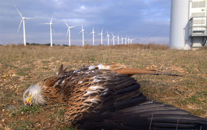 Painting a single wind turbine blade black reduces bird collision