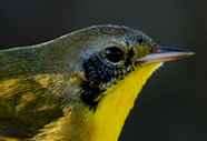 Common Yellowthroat